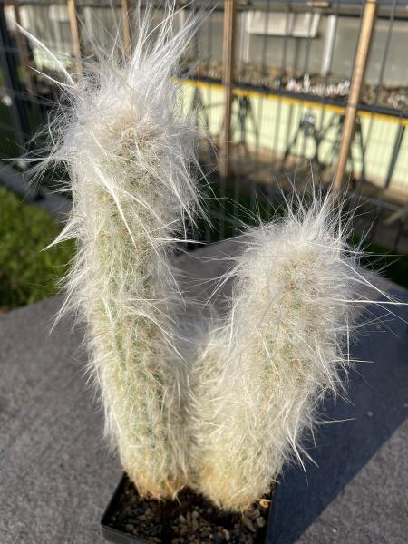 Morawetzia sericata